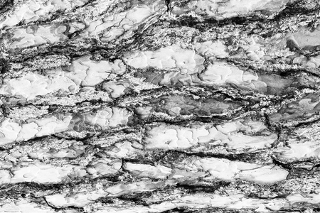 Monochrome bark of pine tree texture. Abstract background for design.の写真素材
