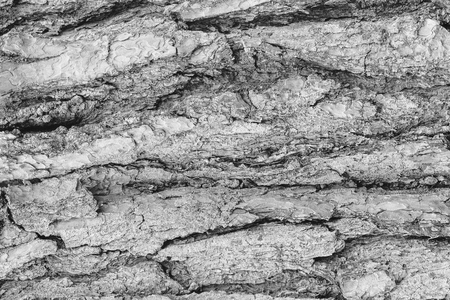 Monochrome bark of pine tree texture. Abstract background for design.の写真素材