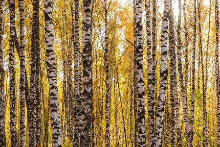 Yellow leaf fall in the birch forest in golden autumn. Landscape with trees on a sunny day.の写真素材
