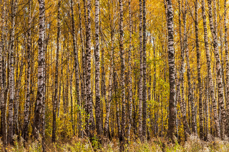 Yellow leaf fall in the birch forest in golden autumn. Landscape with trees on a sunny day.の写真素材