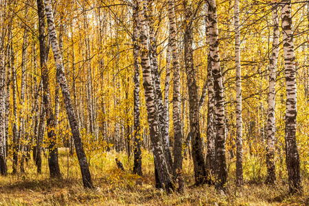 Yellow leaf fall in the birch forest in golden autumn. Landscape with trees on a sunny day.の写真素材