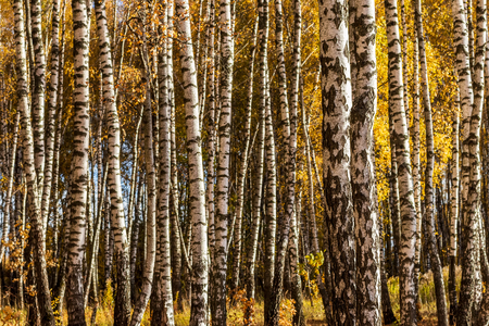 Yellow leaf fall in the birch forest in golden autumn. Landscape with trees on a sunny day.の写真素材