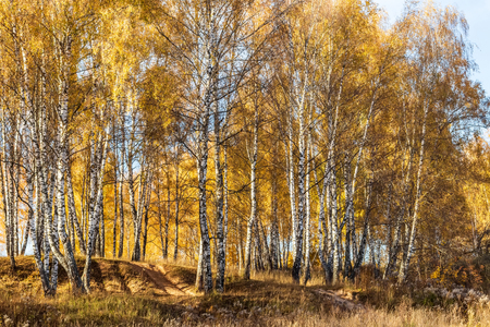 Yellow leaf fall in the birch forest in golden autumn. Landscape with trees on a sunny day.の写真素材