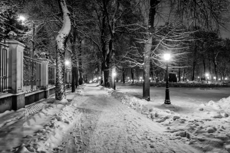 Winter park at night with decorations, lights, benches and trees. Snow landscape. Monochrome.の写真素材