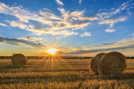 Haystacks on the field in Autumn season. Rural landscape with cloudy sky background. Golden harvest of wheat. Landscape. Sunset. Preparation of mixed fodder for animals.の写真素材