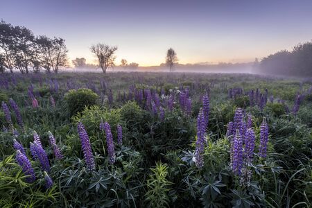 Twilight on a field covered with flowering lupines in spring or early summer season with fog and trees on a background in morning. Landscape.の写真素材