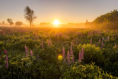 Sunrise on a field covered with flowering lupines in spring or early summer season with fog and trees on a background in morning. Landscape.の写真素材