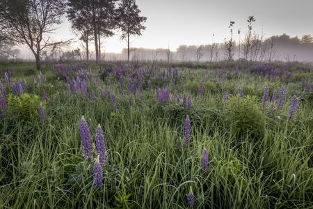 Twilight on a field covered with flowering lupines and path in spring or early summer season with fog and trees on a background in morning. Landscape.の写真素材