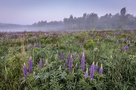 Twilight on a field covered with flowering lupines in spring or early summer season with fog and trees on a background in morning. Landscape.の写真素材