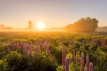 Sunrise on a field covered with flowering lupines in spring or early summer season with fog and trees on a background in morning. Landscape.の写真素材