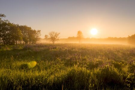 Sunrise on a field covered with flowering lupines in spring or early summer season with fog and trees on a background in morning. Landscape.の写真素材
