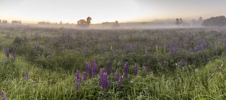 Twilight on a field covered with flowering lupines in spring or early summer season with fog and trees on a background in morning. Landscape. Panorama.の写真素材