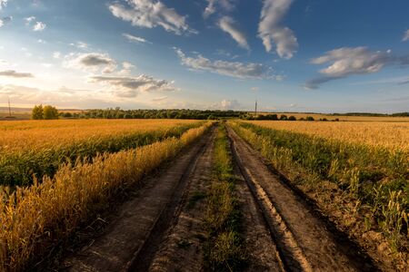 Road through the field with young golden rye or wheat in the summer sunny day with a cloudy sky...