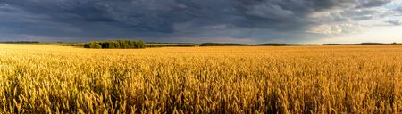 Field with young golden rye or wheat in the summer sunny day with a cloudy sky background. Overcast weather. Landscape.の写真素材