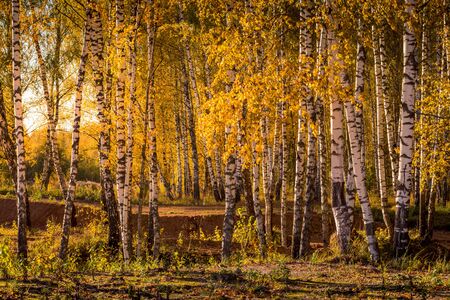 Yellow leaf fall in the birch forest in golden autumn. Landscape with trees on a sunny day.の写真素材