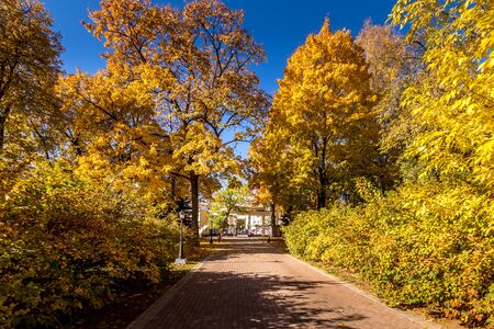 Yellow leaf fall in the park in golden autumn. Landscape with maples and other trees on a sunny day.の写真素材
