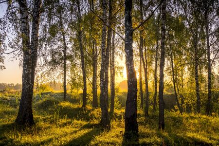 A scene of sunrise in a birch forest on a sunny summer morning with fog. Landscape.の写真素材