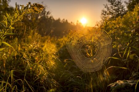 Spider web against sunrise in the field covered fogs in summer.の写真素材