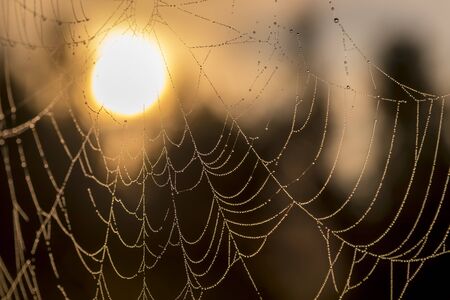 Spider web against sunrise in the field covered fogs in summer.の写真素材