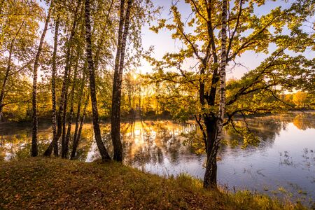 Sunrise near the pond with birches with yellow leaves on a sunny golden autumn morning. Fog above the water. Leaf fall.の写真素材