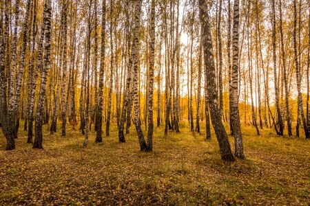 Yellow leaf fall in the birch forest in golden autumn on sunset. Landscape with trees on a sunny day and footpath.の写真素材