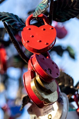 Many wedding colorful locks on a wedding tree. Symbol of  love, marriage and happiness.