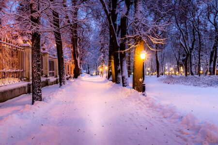 Winter park at night with christmas decorations, lights, pavement and trees covered with snow.の写真素材