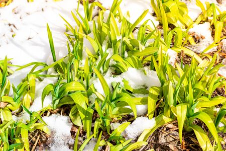 Suddenly snowed in spring. Green sprouts of flowers on a lawn in the frost close-up.の写真素材