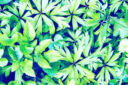 Texture of young cyan plant sprouts. Early spring. Abstract background for design.の写真素材