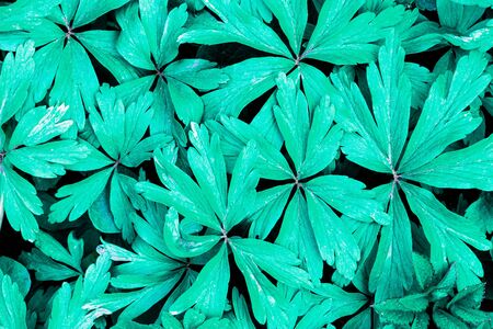 Texture of young cyan plant sprouts. Early spring. Abstract background for design.の写真素材