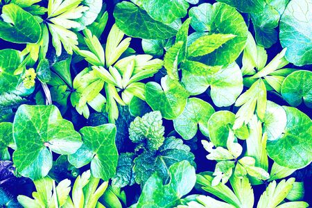 Texture of young cyan plant sprouts. Early spring. Abstract background for design.の写真素材