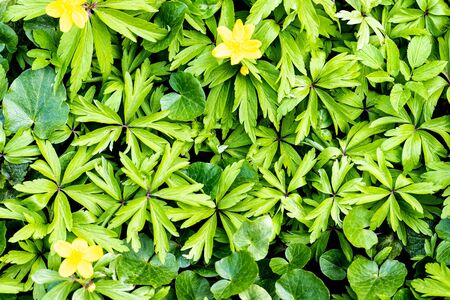 Texture of young green plant sprouts. Early spring. Abstract backdrop for design.