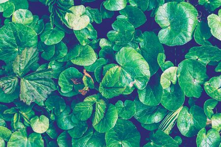 Texture of young cyan plant sprouts. Early spring. Abstract background for design.の写真素材