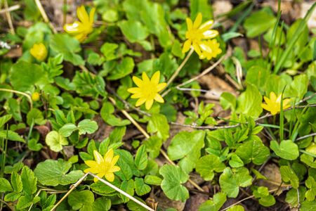 The first spring flowers with yellow petals and green leaves on a sunny day.