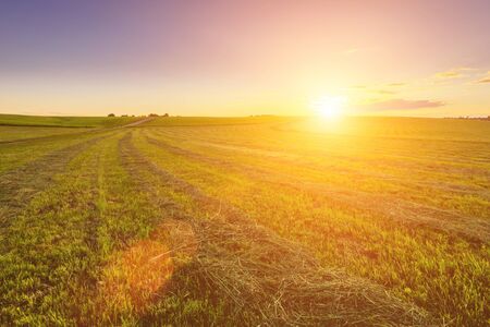 Sunrise at cultivated land in the countryside on a summer evening with bkue sky background....