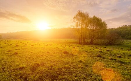 Sunset or dawn in a field with green grass, footpath and willows in the background. Early summer or...