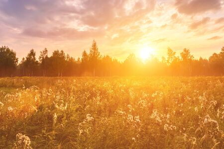 Sunrise on a field covered with wild flowers in summer season with fog and trees with a cloudy sky...