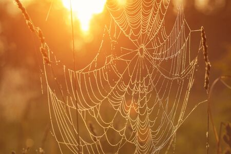 Spider web against sunrise in the field covered fogs in summer.