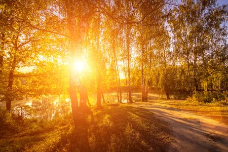 Sunrise near the pond with birches with yellow leaves on a sunny golden autumn morning. Fog above the water. Leaf fall.の写真素材