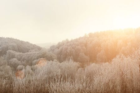 Trees covered with hoarfrost in a fog at november day.の写真素材