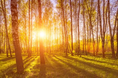 Sunrise or sunset in a spring birch forest with rays of sun shining through tree trunks by shadows and young green grass. Misty morning landscape.の写真素材