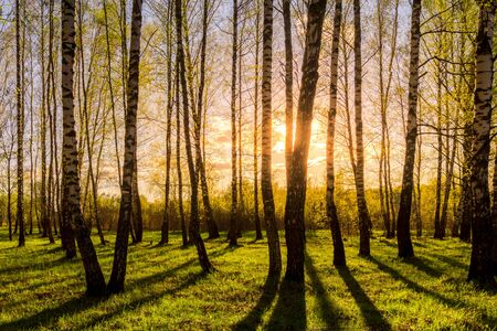 Sunset or dawn in a spring birch forest with bright young foliage glowing in the rays of the sun and shadows from trees.の写真素材