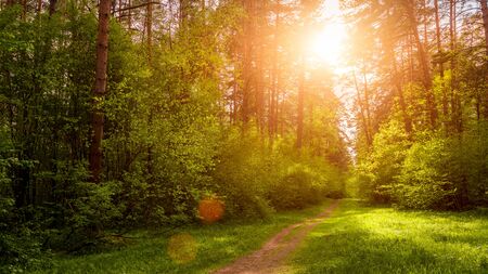 Spring pine forest in sunny weather with bushes with young green leaves glowing in the rays of the...