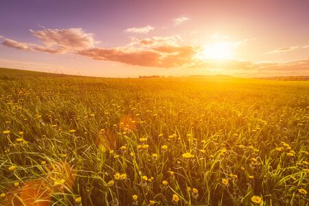 Sunrise or sunset on a field covered with young green grass and yellow flowering dandelions, a hill...