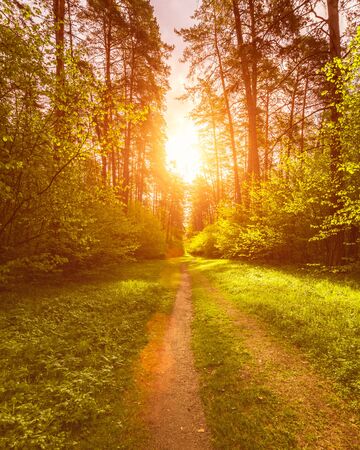 Spring pine forest in sunny weather with bushes with young green leaves glowing in the rays of the sun and a path that goes into the distance. Sunset or sunrise among the trees.の写真素材