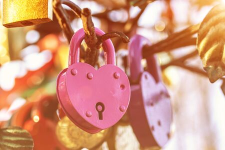 Many wedding colorful locks on a wedding tree. Symbol of  love, marriage and happiness.の写真素材