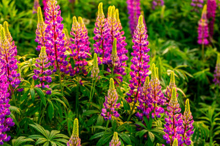 Purple lupins on a field at sunset or sunrise.