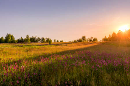 Sunset or dawn on a field with purple lupins, wild carnations and young birches in clear summer weather and a clear cloudless sky. Landscape.の写真素材