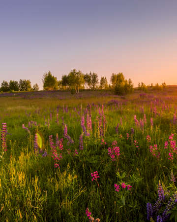 Sunset or dawn on a field with purple lupins, wild carnations and young birches in clear summer weather and a clear cloudless sky. Landscape.の写真素材