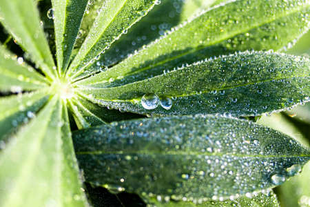 Drops of morning dew on the green leaves of a lupine with reflections of the dawn sun. A closeup.